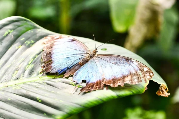 Beautiful Butterfly Sitting Leaf — Fotografia de Stock