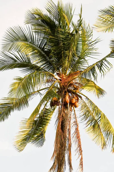 Palm Tree Beach — Stock Photo, Image