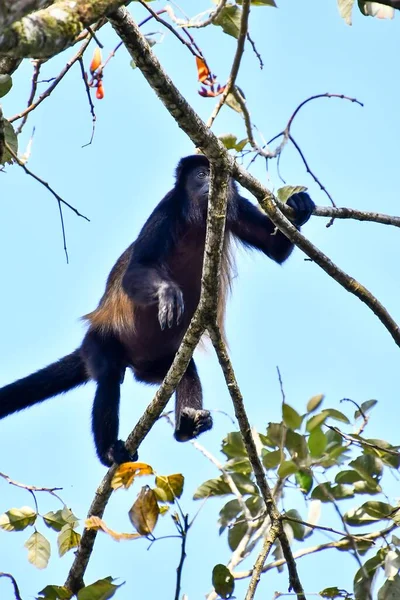 Zicht Apen Jungle — Stockfoto