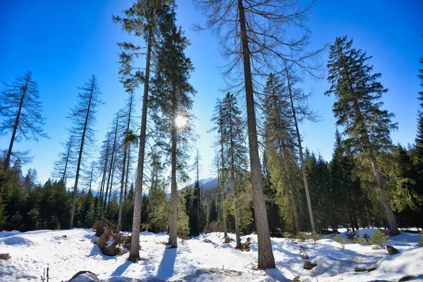 Schöne Winterlandschaft Mit Kahlen Bäumen — Stockfoto