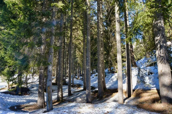 Belle Vue Hiver Sur Les Montagnes Dans Forêt — Photo