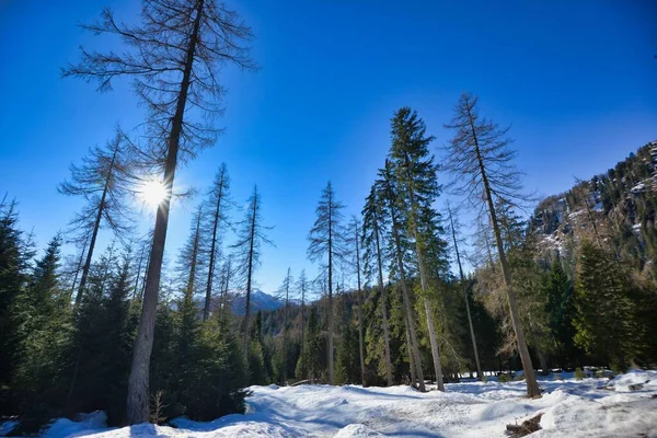 Beau Paysage Hivernal Avec Des Arbres Enneigés — Photo