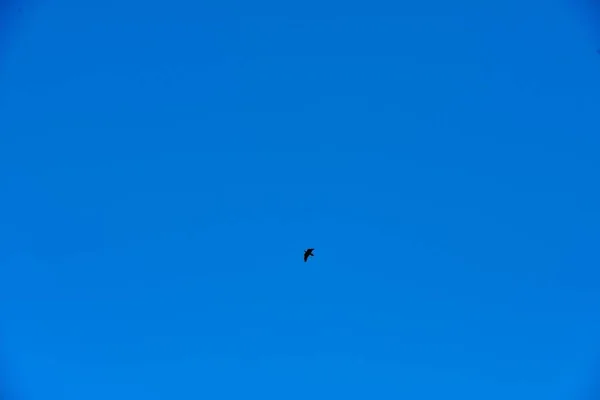 Beautiful Sky View Bird Flying — Foto de Stock