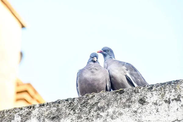 Pigeons Sitting Stone — 스톡 사진