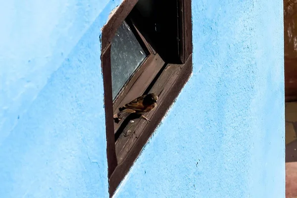 Closeup Shot Window Blue House — Stockfoto