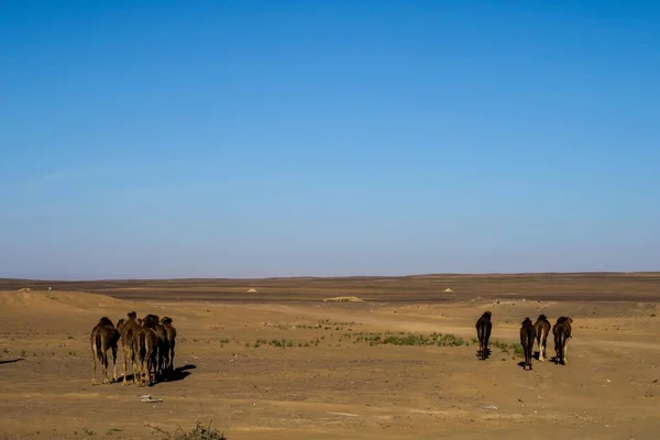 Camels Desert — Stock Photo, Image