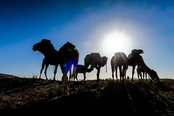 Group Camels Sunset Desert — Stok fotoğraf
