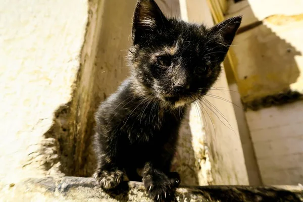 Chat Noir Dans Ville — Photo