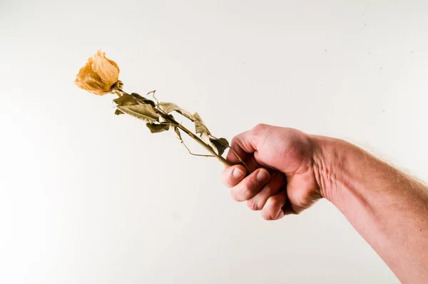Рука Тримає Жовту Суху Троянду — стокове фото