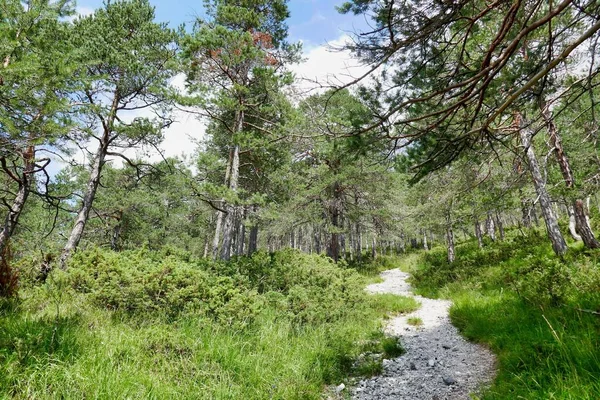 Belle Vue Sur Sentier Forestier — Photo