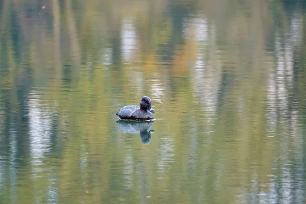 Young Duck Swim River — Stock Photo, Image
