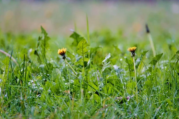 Belles Fleurs Dans Prairie — Photo