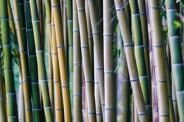 Bamboo Branches Textured Background — Stockfoto