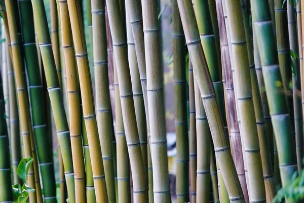 Tallos Bambú Sobre Fondo Verde — Foto de Stock