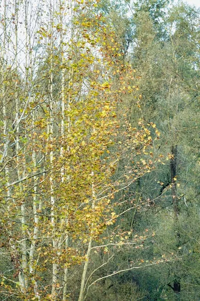 Осенний Лес Березами Листьями — стоковое фото