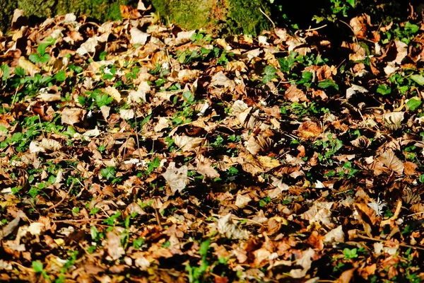 공원에 나뭇잎 — 스톡 사진