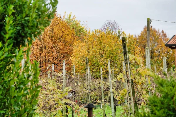Herfst Landschap Met Bomen Een Hek — Stockfoto