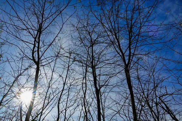 Bare Trees Blue Sky Background — Stock fotografie