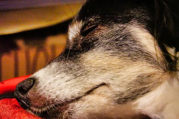 Крупным Планом Портрет Симпатичной Собаки — стоковое фото