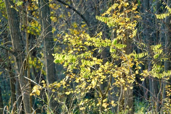 Φθινοπωρινά Φύλλα Στο Πάρκο — Φωτογραφία Αρχείου