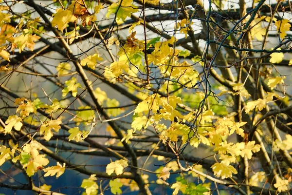 Yellow Leaves Flora Foliage Autumn — Stock Photo, Image