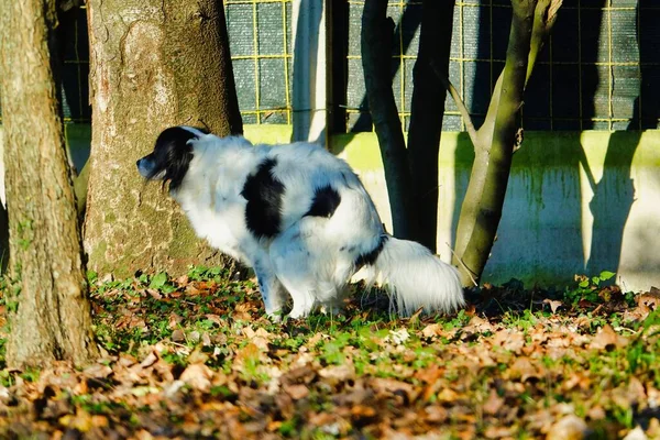 Белая Собака Какает Парке — стоковое фото