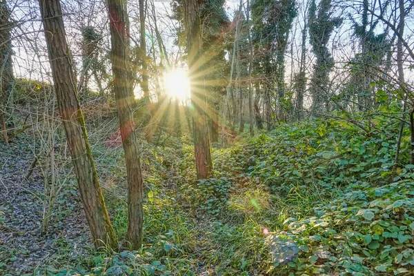 Forest Trail Beautiful Sunlight Morning — Photo