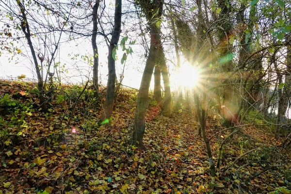 Forêt Automne Avec Arbres Lumière Soleil — Photo