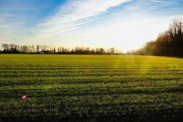 Green Meadow Beautiful Sunset Landscape Field Trees Background — Stock Photo, Image