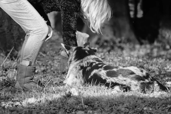 Schwarz Weiß Foto Einer Jungen Frau Mit Hund — Stockfoto