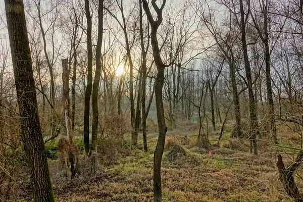 Beau Paysage Avec Des Arbres Dans Forêt — Photo