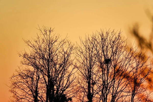 Árvores Floresta Outono Pôr Sol — Fotografia de Stock