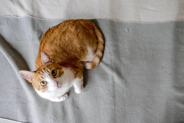 Red Kitten White Blanket — Stockfoto