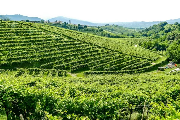 vineyards, grape plantation in summer, italy,