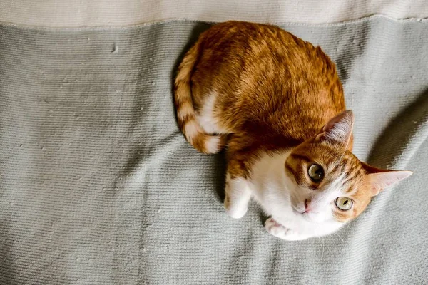 Red Kitten White Blanket — 스톡 사진