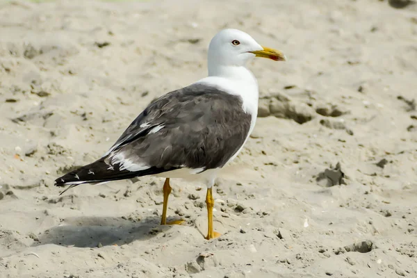 Closeup View Seagull Sandy Beach — 스톡 사진