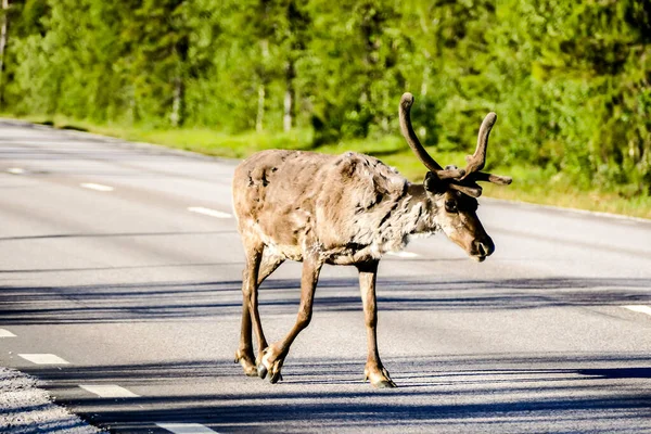 Wild Deer Road Forest Nature Wildlife — Stock fotografie