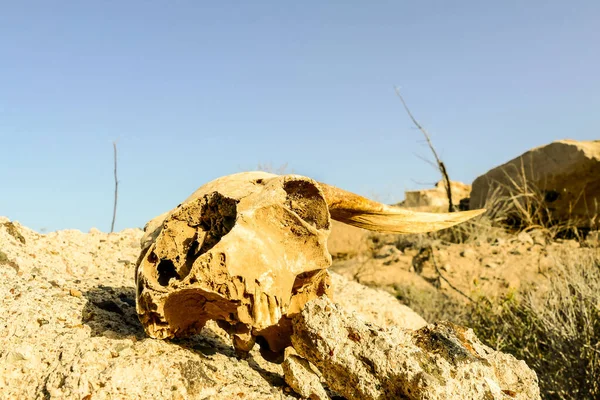 goat skull on the ground in the desert
