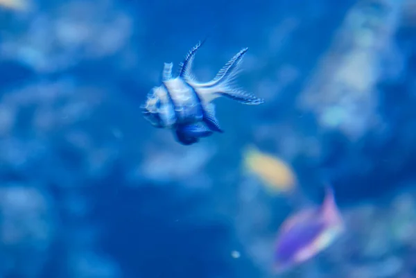 Vacker Undervattensvärld Fisk — Stockfoto
