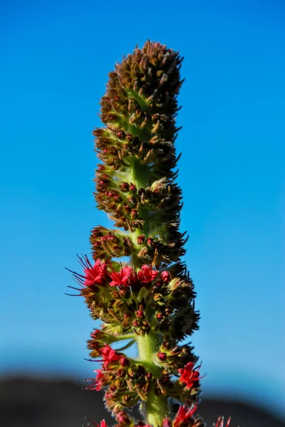 Zblízka Kaktus Modrém Pozadí Červené Květiny — Stock fotografie