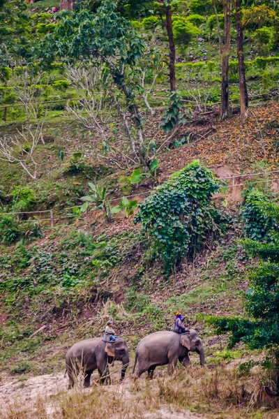 Elephants Savannah Laos — Stock Photo, Image