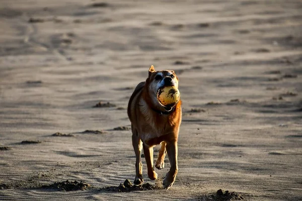 Kumda Köpek — Stok fotoğraf