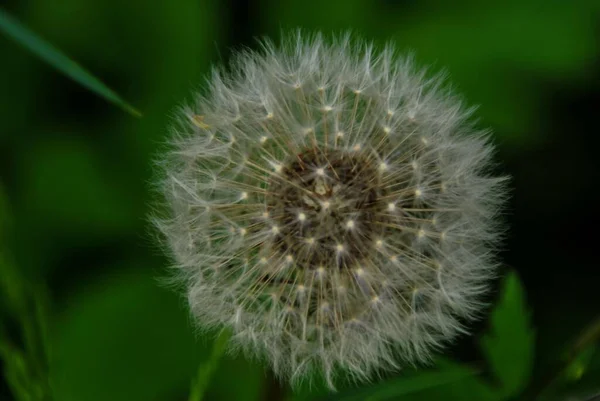 Mooi Botanisch Schot Natuurlijk Behang — Stockfoto