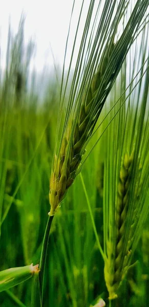 緑の小麦畑植物や自然 — ストック写真