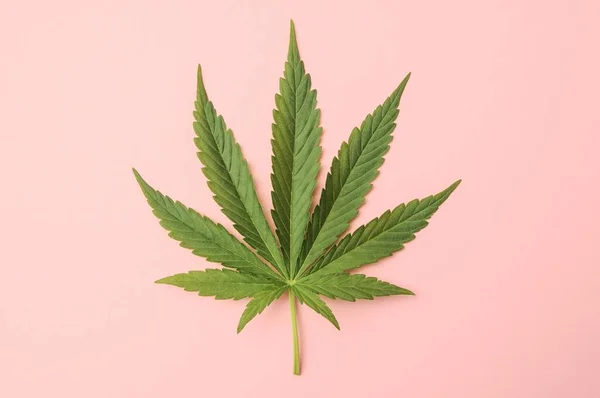 Cannabis Leaf Pink Background Top View — Fotografia de Stock