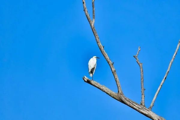 Pássaro Galho Uma Árvore Céu Azul — Fotografia de Stock