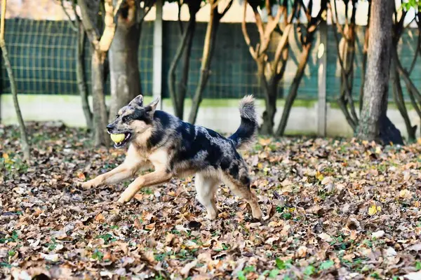 Собака Грає Парку — стокове фото