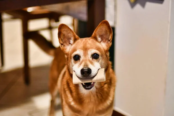 Симпатичная Собака Смотрящая Камеру — стоковое фото