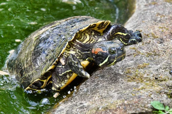 Primo Piano Una Tartaruga Nell Acqua — Foto Stock