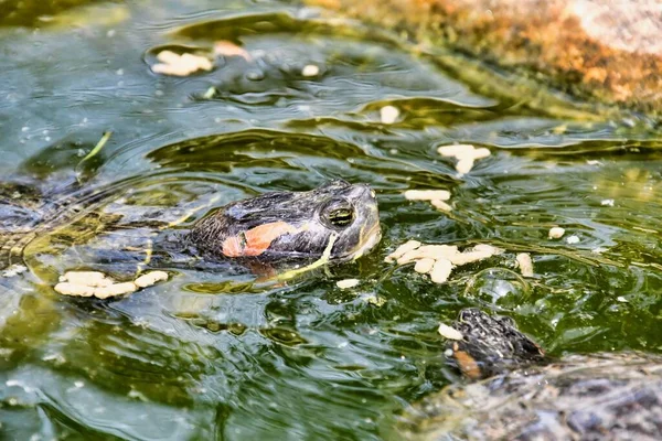Крупный План Черепахи Воде — стоковое фото